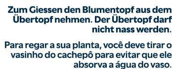 Zum Giessen den Blumentopf aus dem bertopf nehmen. Der  bertopf darf nicht nass werden. Para regar a sua planta, voc...